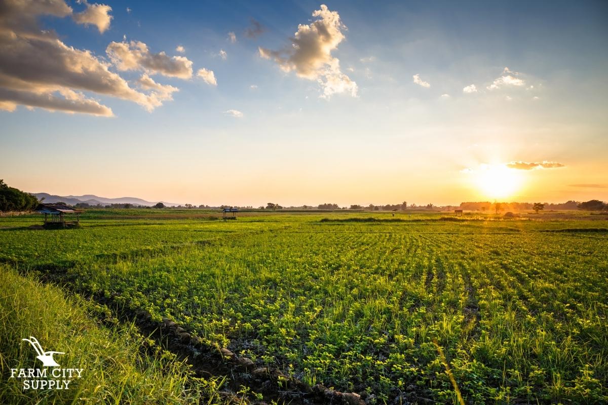 Sunset at Farm