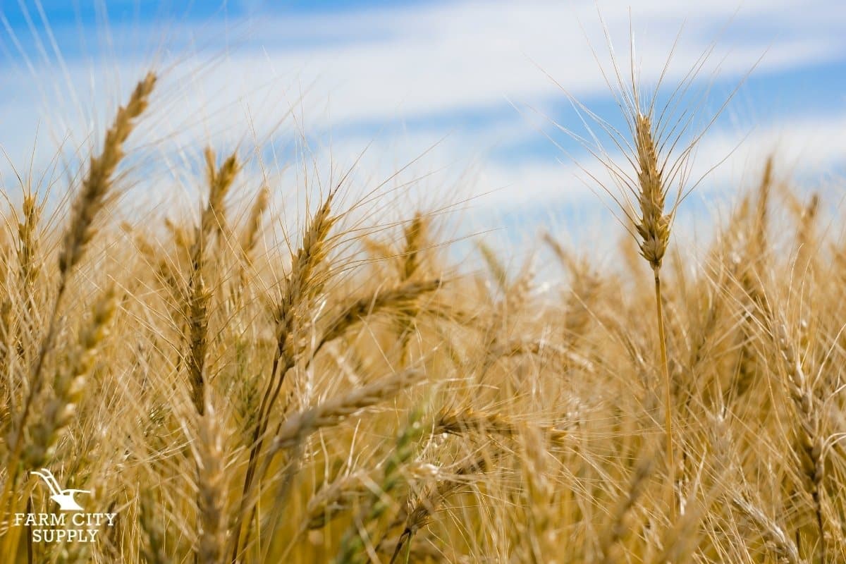Wheat field in Minnesota 