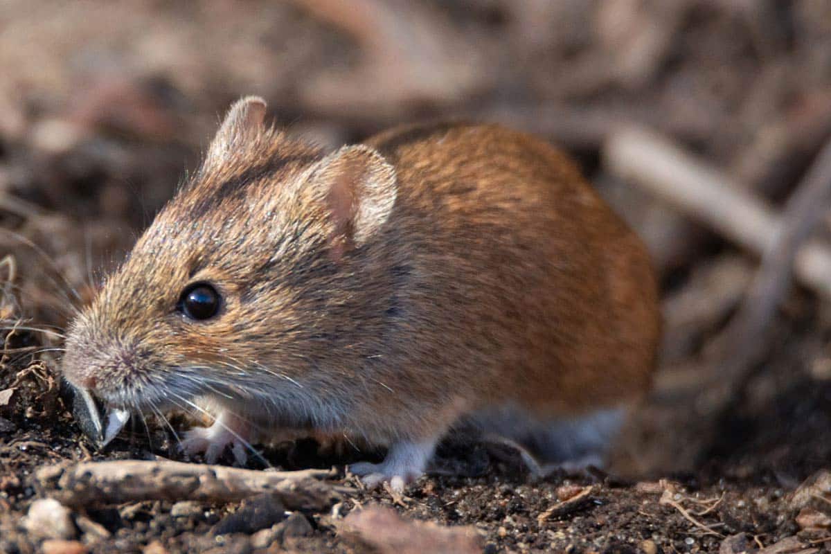 Field mouse looking for a warm home for the winter