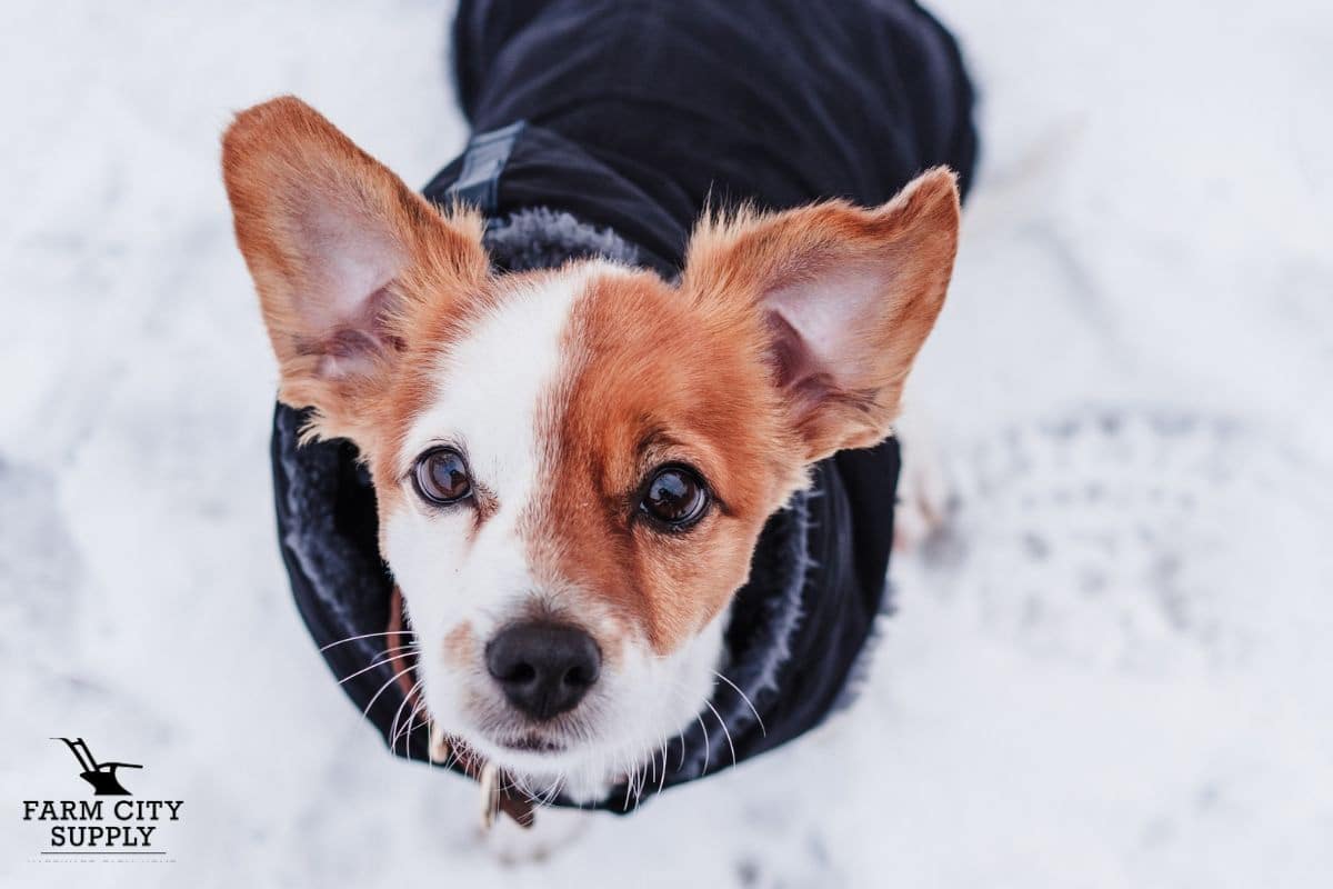 Dog looking up at photographer wearing a black doggie jacket