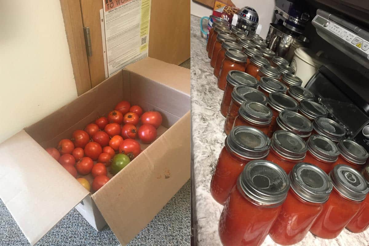 Fresh tomatoes ready for canning during Minnesota canning season.